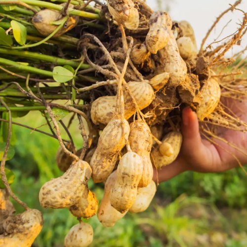 Peanut (groundnut)
