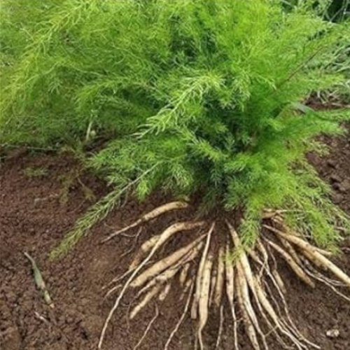 Shatavari (Asparagus)
